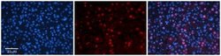 MED7 Rabbit anti-Human, Polyclonal, Novus Biologicals 100 &mu;g; Unconjugated:Antibodies,